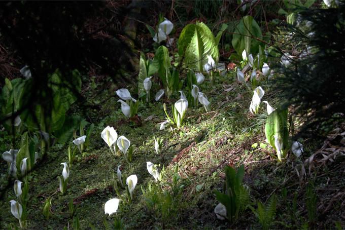 ミズバショウ（水芭蕉）の群生