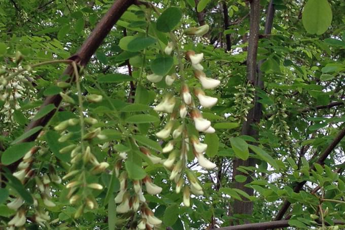 喰べ頃な、ニセアカシア（ハリエンジュ）の花