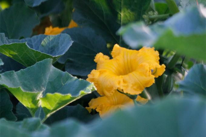 夏色：カボチャの花