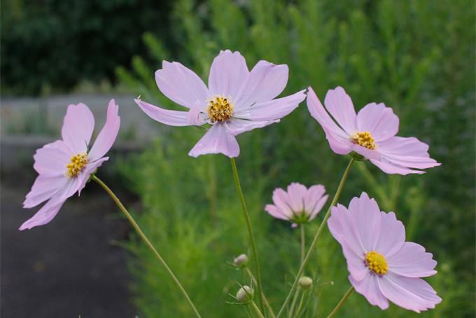 今季のお初コスモス（秋桜）です。