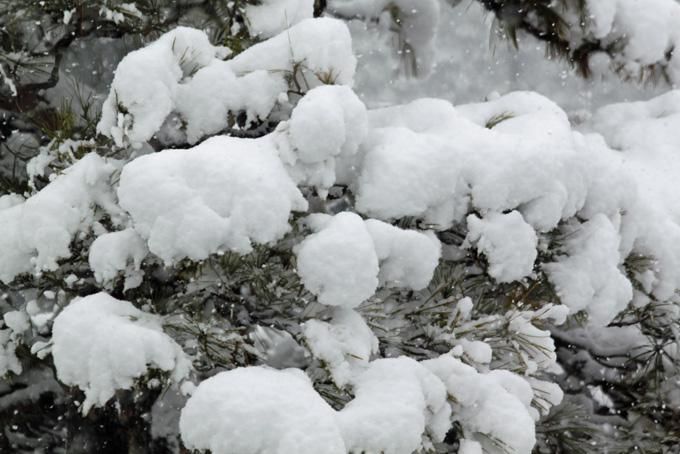 雪！ですねェ。