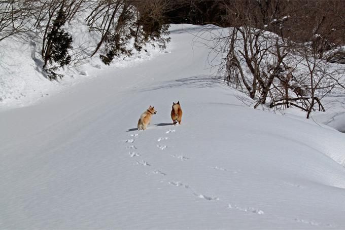 快晴・雪面、本日貸し切り。