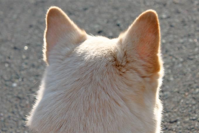 朝日に輝くうしろ姿。ver.犬っ子モッチ（妹６歳）編