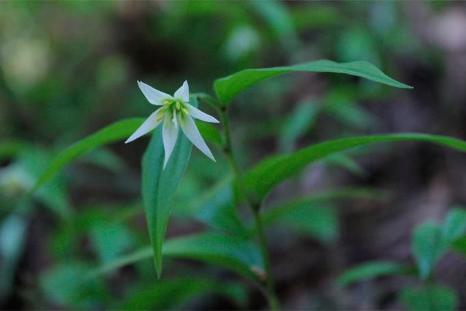 山菜採りに出掛けていました。