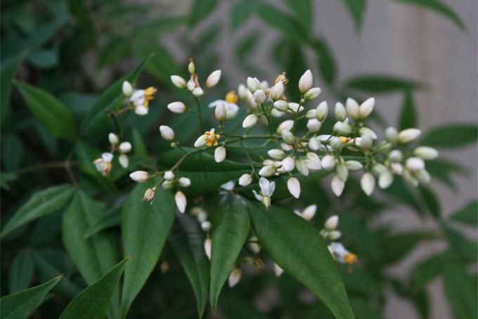 南天（ナンテン）の花