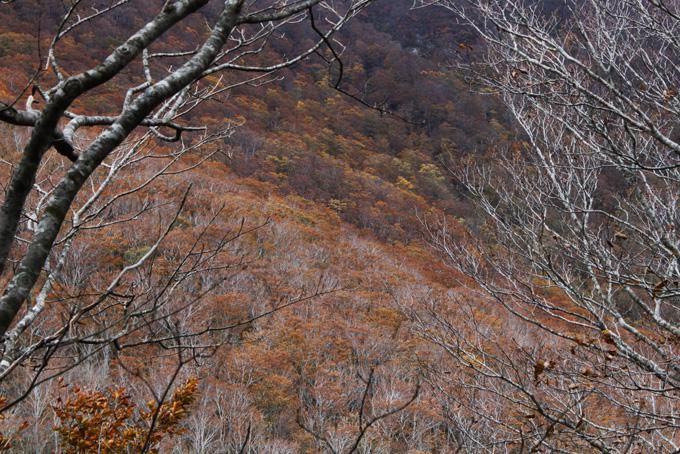 南奥羽山系カモシカ生息調査