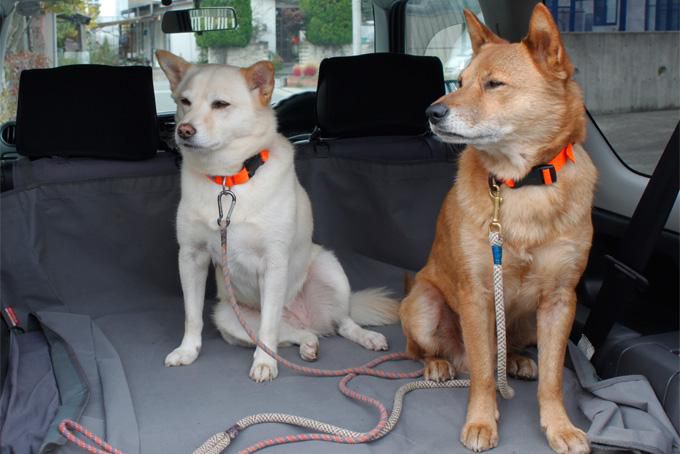 犬っ子達との山駆け散歩：「ブナの道へ」編