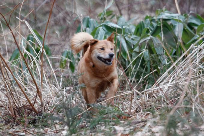 週末だから、犬っ子達との山駆け散歩