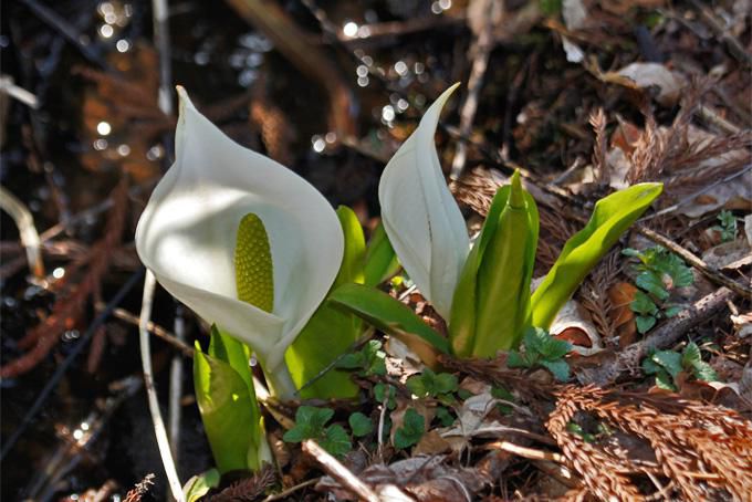 山形市西部山稜某所の「ミズバショウ」