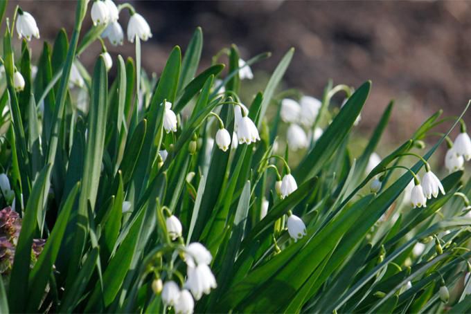 けふ（今日）の花々 ２点