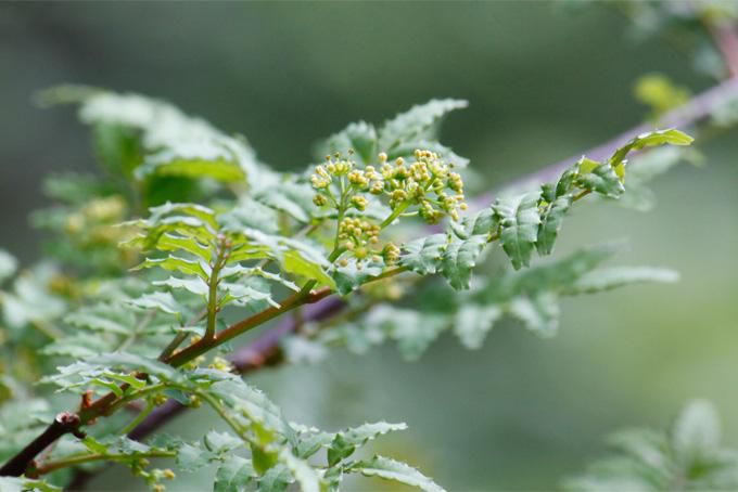 山椒の花咲く頃。