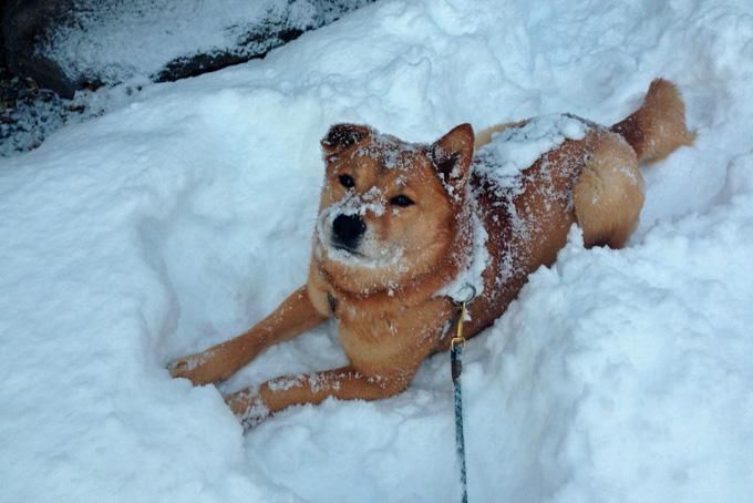 犬っ子ケンタの庭にも、雪降り積む。