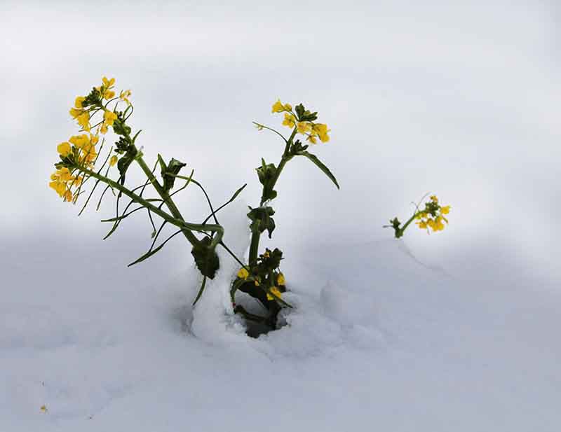 雪中に菜の花