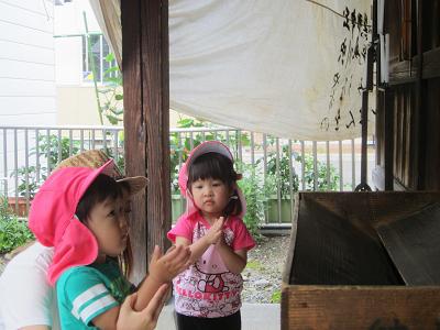 愛染神社参拝と夏椿