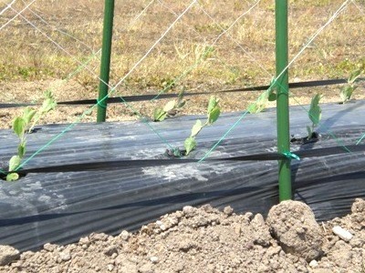 �X�C�[�g�s�[���[�h�B