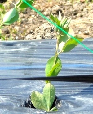 �X�C�[�g�s�[���[�h�A