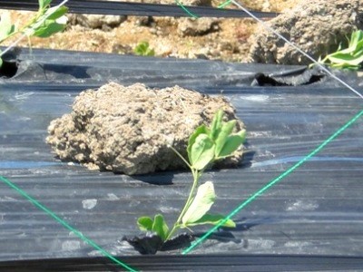 �X�C�[�g�s�[���[�h�C