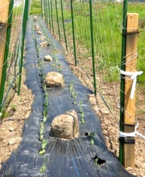 �X�C�[�g�s�[���[�h�@