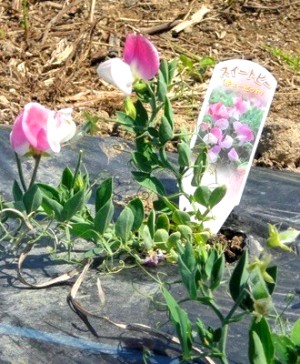 �X�C�[�g�s�[���[�h�D