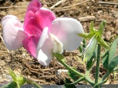 �X�C�[�g�s�[���[�h�E