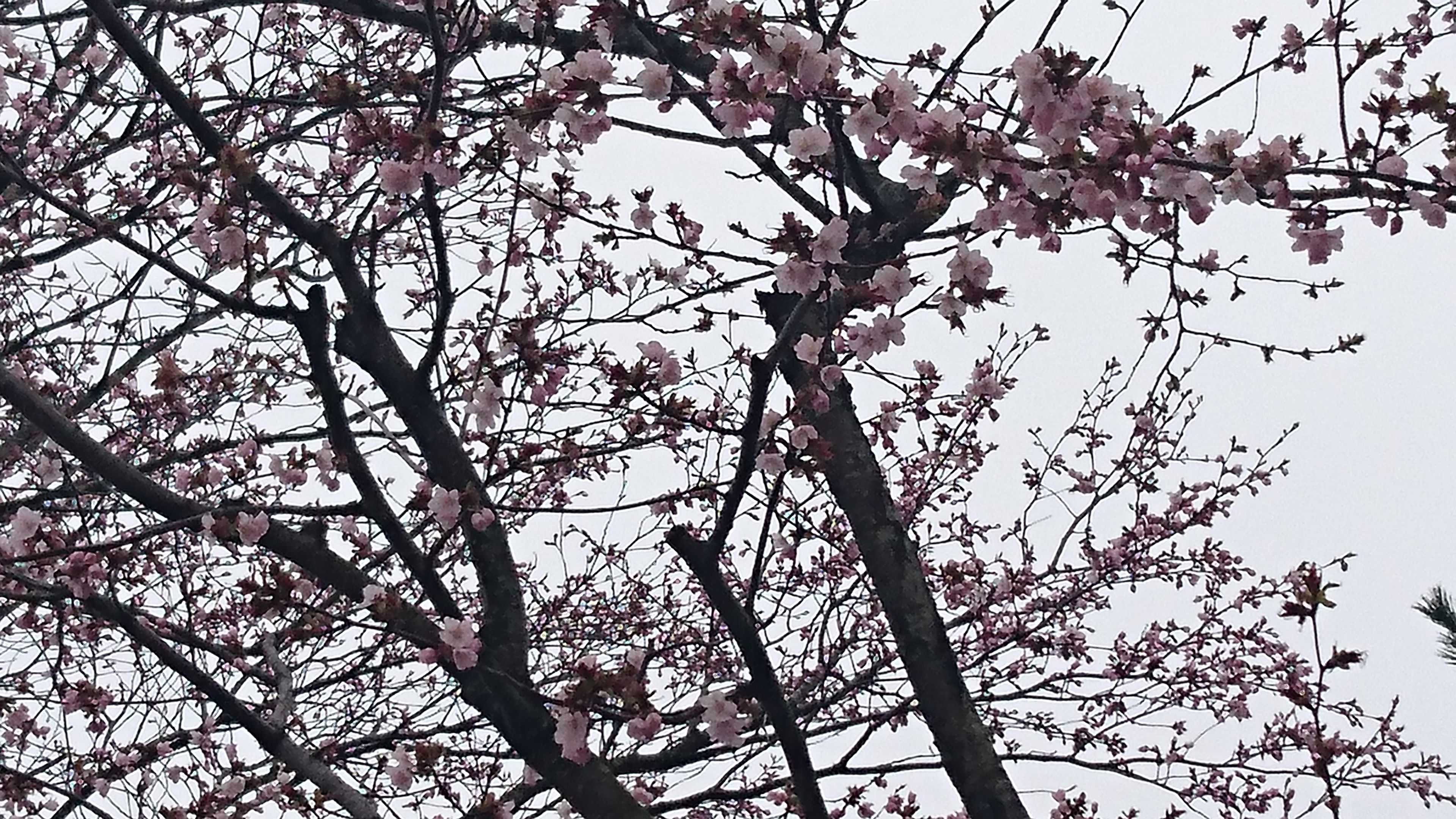 飯豊の桜もさきました！