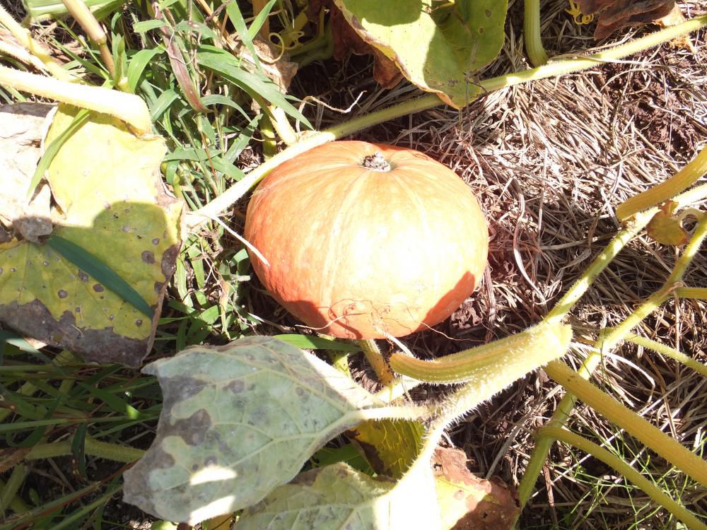 伝統野菜「宇津沢かぼちゃ」の収穫間近か。