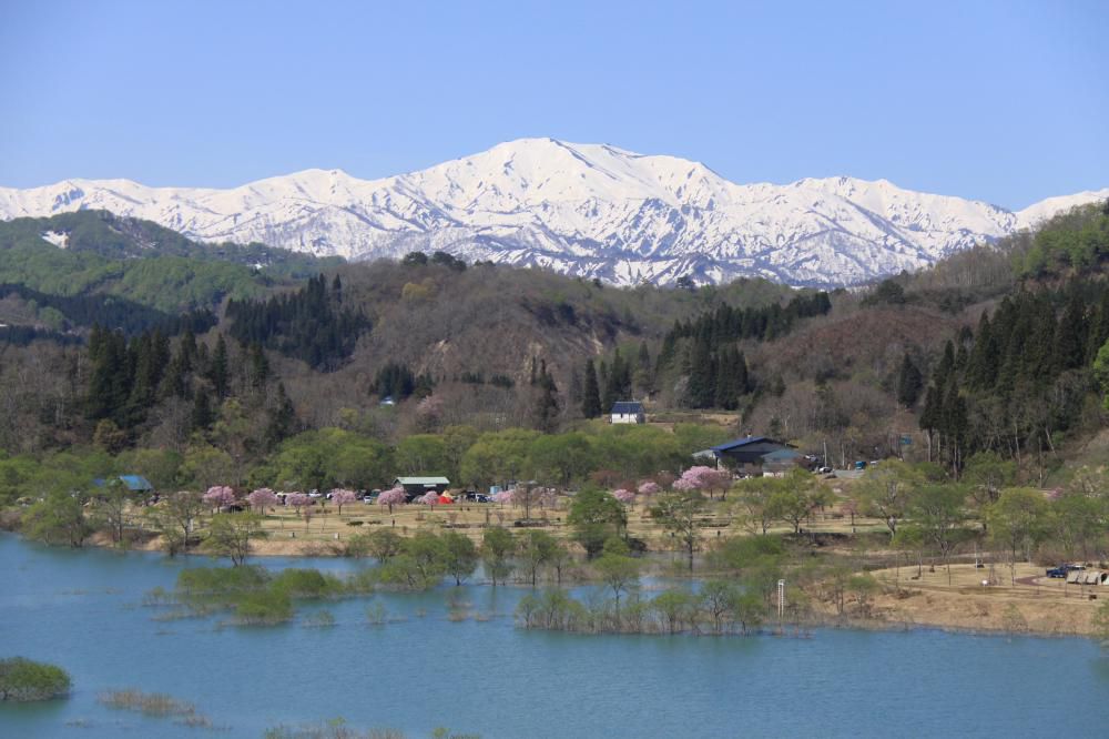 飯豊中津川の桜　今見ごろです。