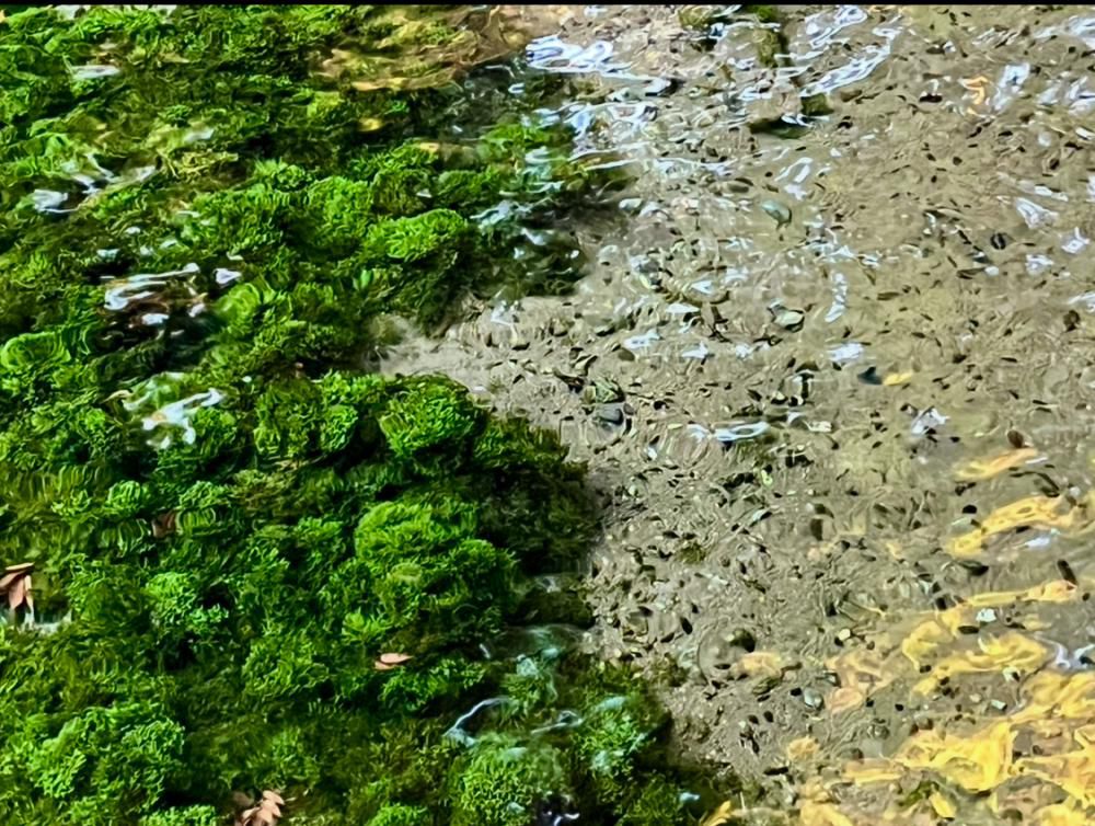 『アオを求めて ― 南阿蘇、白川水源ー』