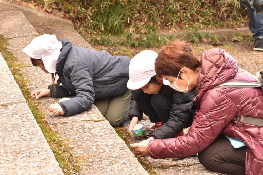 『12月16日、白石城で園児たちともみじのタネ拾いしませんか？』