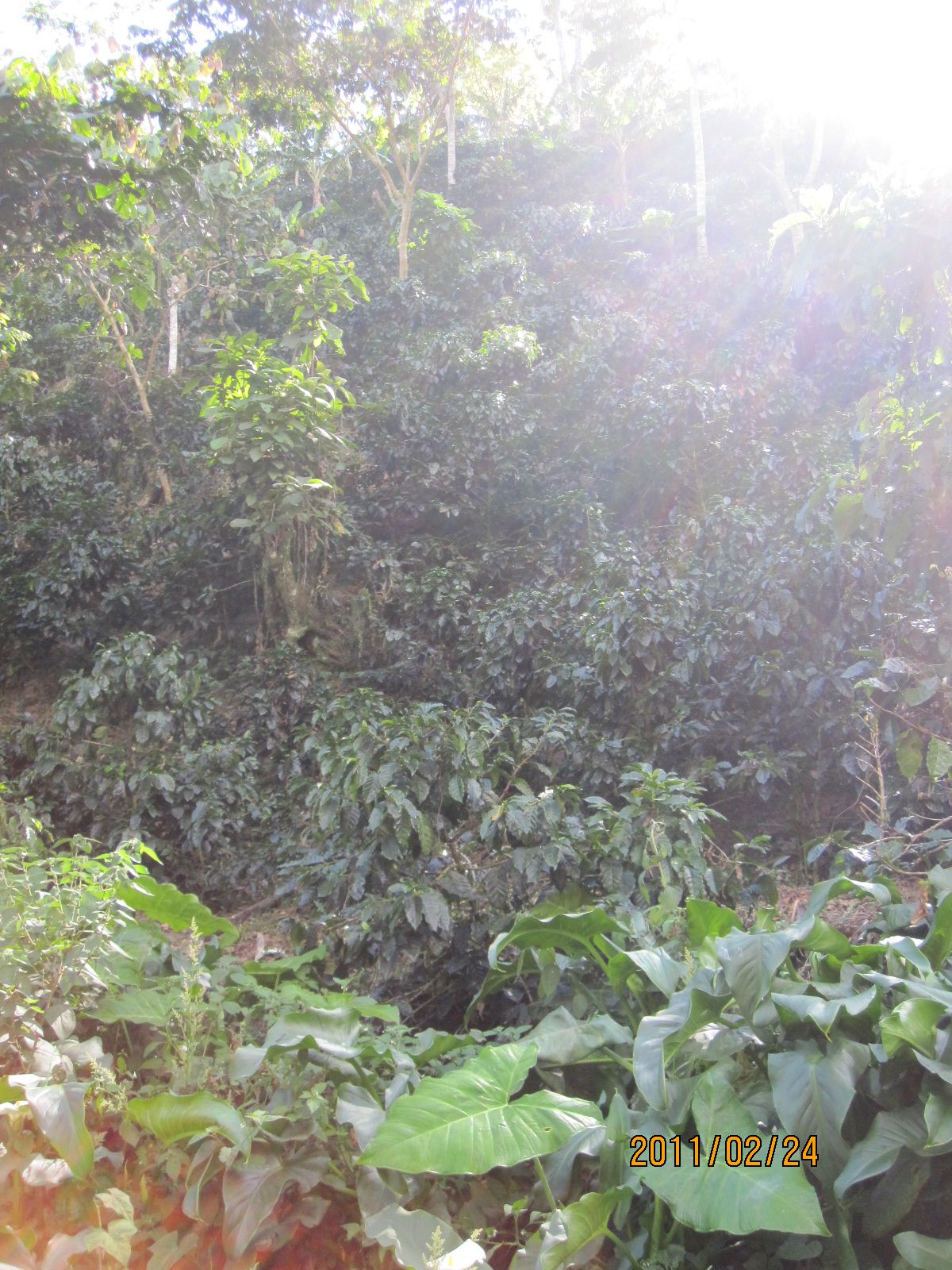 中米買付けニカラグアの旅２日目「サンホセ農園が取り組む自然環境と将来への配慮」