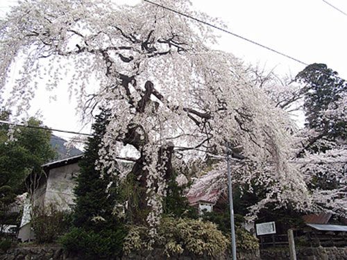 平泉寺のサクラ