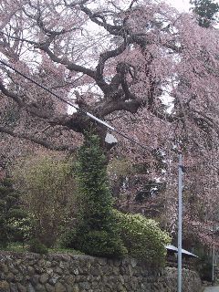 サクラ＝日本の花