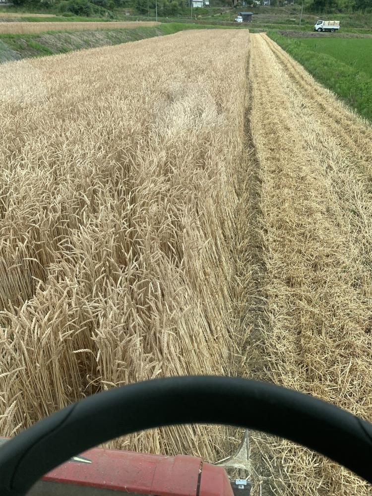 小麦収穫！