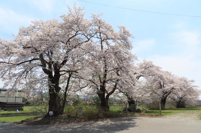 ’22 長井市内の桜開花情報（4月22日)：画像