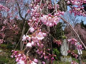 ’16長井市内の桜開花情報（4月13日）