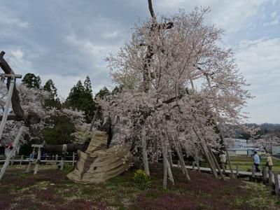 ’16長井市内の桜開花情報（4月18日）