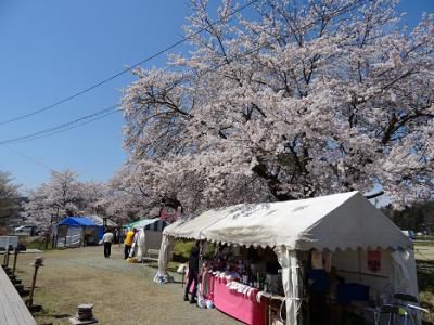’16長井市内の桜開花情報（4月20日）
