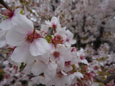 ’16長井市内の桜開花情報（4月21日）