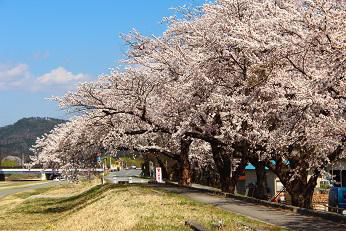 ’17桜の季節がやってきました（4月3日）