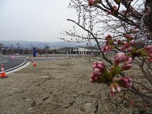 ’17長井市内の桜の開花情報（4月17日）