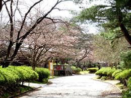 ’17長井市内の桜の開花情報（4月18日）