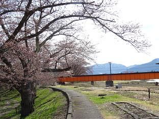 ’17長井市内の桜の開花情報（4月20日）