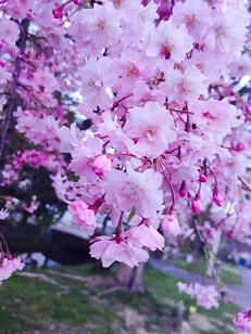 ’17長井市内の桜の開花情報（4月26日）