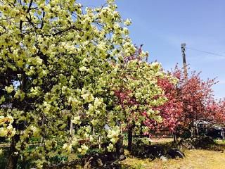 長井市内の御衣黄桜が見頃を迎えております！