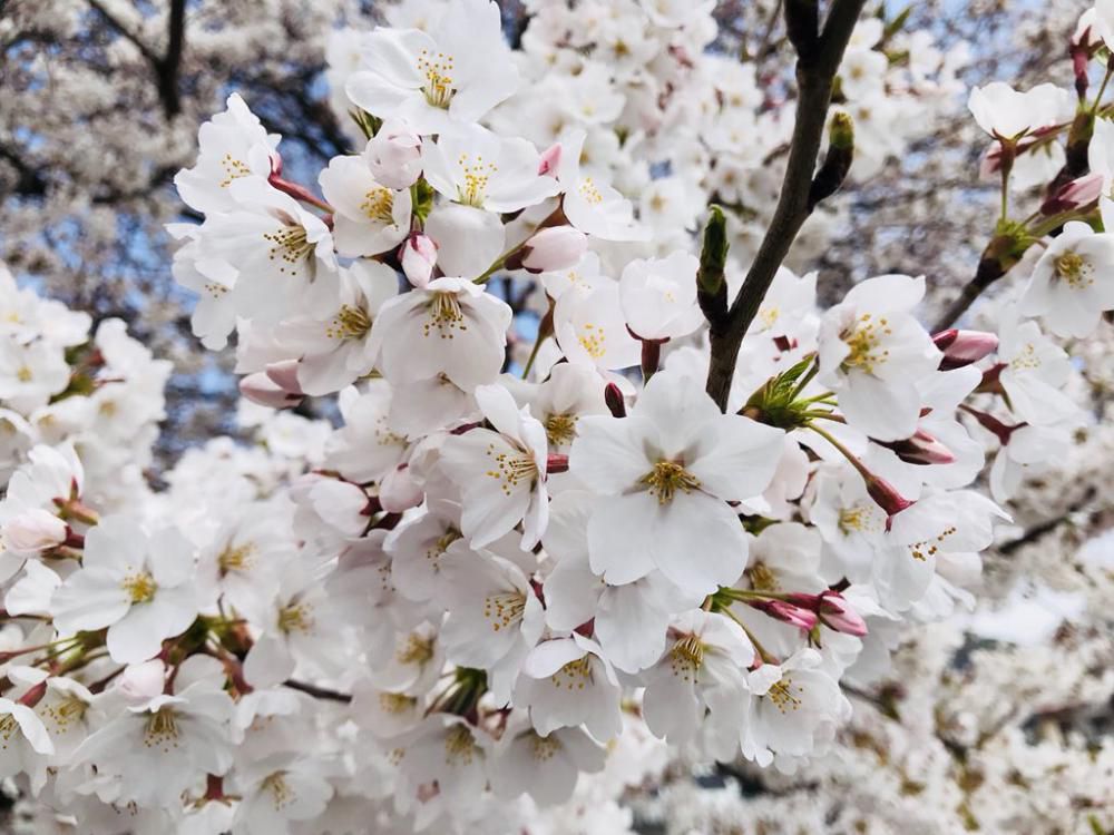 ’18長井市内の桜開花情報（4月13日）