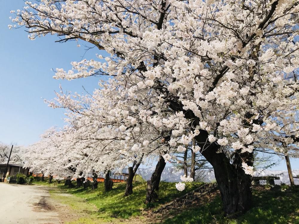 '18 長井市内の桜開花情報（4月19日）