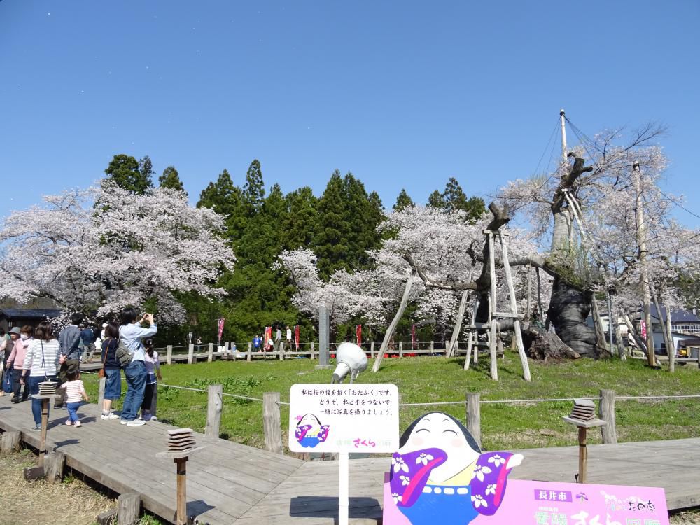 '18 長井市内の桜開花情報（4月21日）