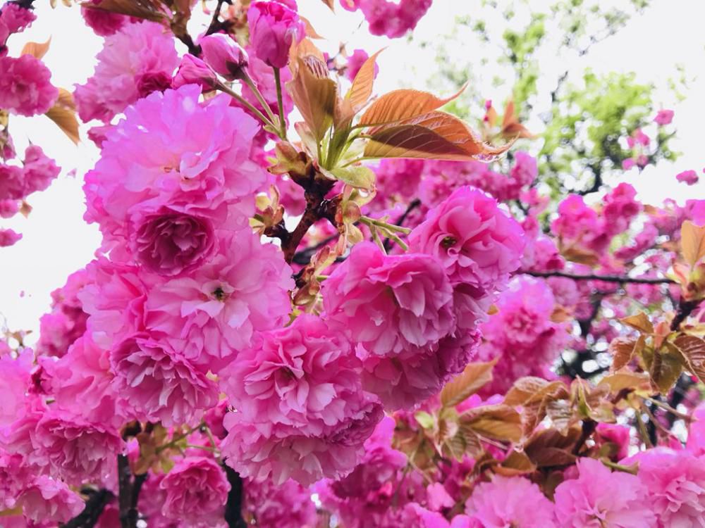 市内では八重桜が綺麗に咲いております！
