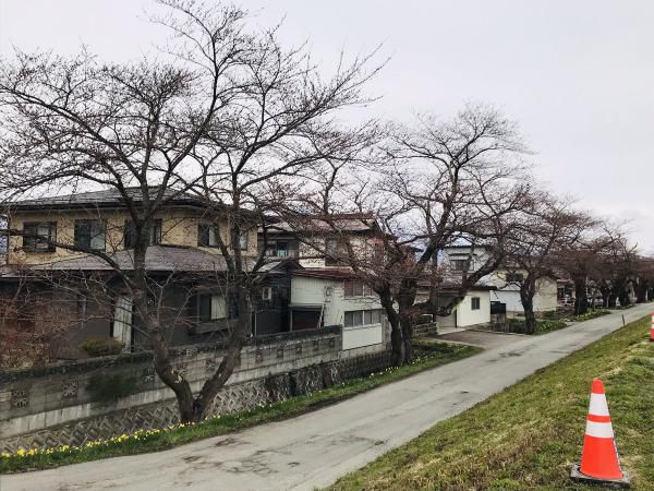 ’19長井市内の桜開花情報（4月12日)