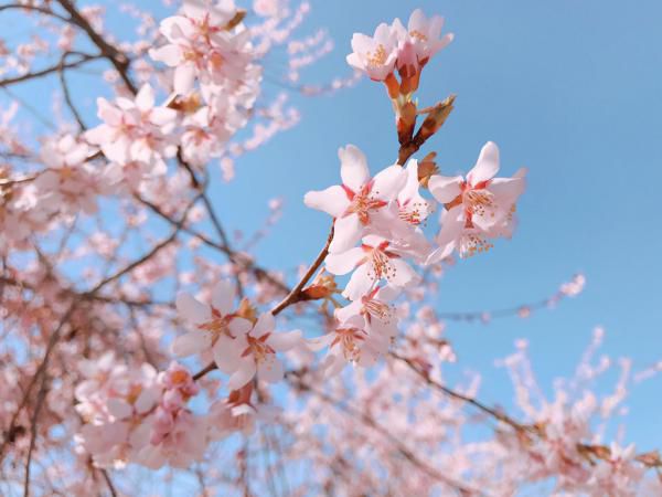 ’19長井市内の桜開花情報（4月18日)
